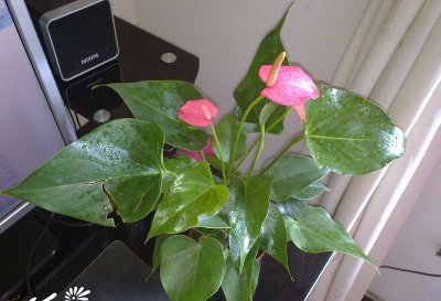 粉掌介绍 粉掌图片欣赏