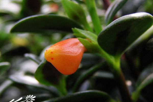 金鱼花图片三