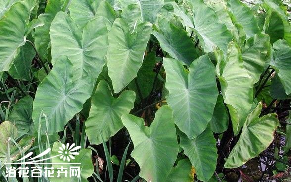 紫芋图片二