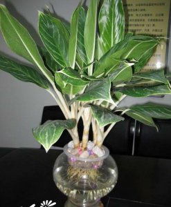白柄粗肋草介绍 白柄粗肋草图片