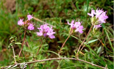 常绿花木百里香简介 百里香图片大全