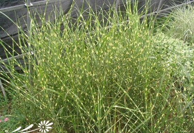 花卉斑叶芒简介 斑叶芒照片图