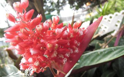 红背竹芋介绍 红背竹芋长什么样图