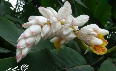 花卉红豆蔻简介 红豆蔻图片欣赏