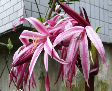 红花文殊兰简介 红花文殊兰图片
