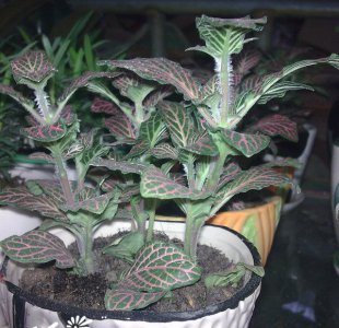 红网纹草介绍 红网纹草图片大全