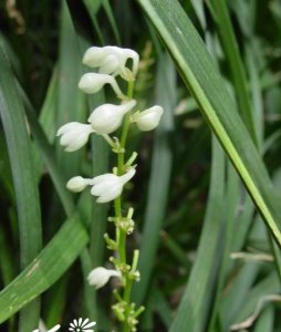 花卉厚叶沿阶草简介 厚叶沿阶草图片