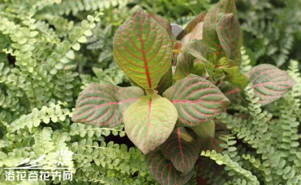 红网纹草图片三
