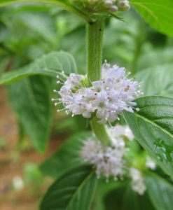 宿根花卉胡椒薄荷介绍 胡椒薄荷照片图