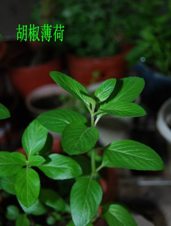 胡椒薄荷图片三