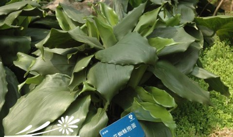 小花蜘蛛抱蛋图片一
