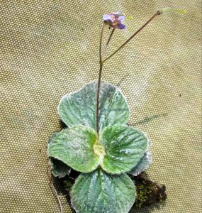 花卉旋蒴苣苔简介 旋蒴苣苔图片大全