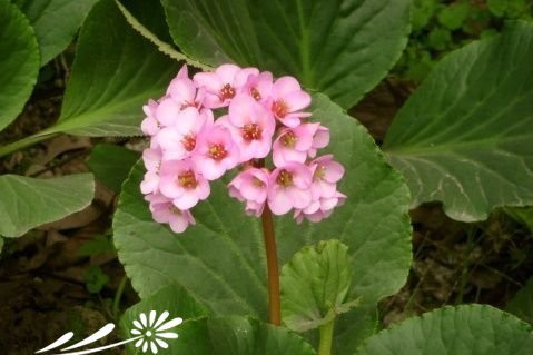 岩白菜图片三