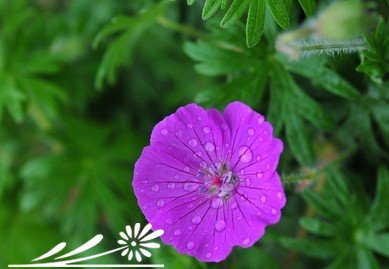 花卉血红老鹳草介绍 血红老鹳草长什么样图