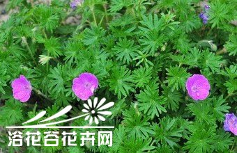 血红老鹳草图片三