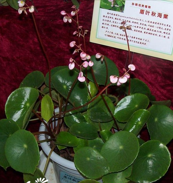 盾叶秋海棠图片二