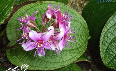虎颜花简介 虎颜花图片