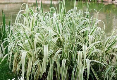 花叶芦竹介绍 花叶芦竹图片欣赏