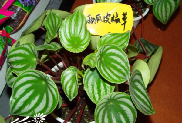 西瓜皮椒草图片三