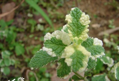 花叶薄荷简介 花叶薄荷图片欣赏