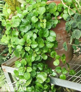 花卉香茶菜简介 香茶菜图片