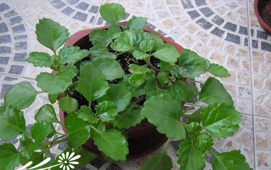 香茶菜图片二