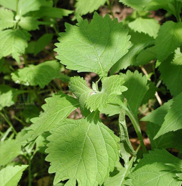 香茶菜图片三