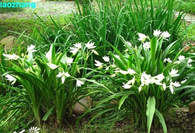 球根花卉香殊兰简介 香殊兰照片图