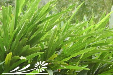 花卉小草蔻详解 小草蔻照片图