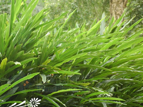 小草蔻图片二