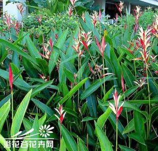 常绿花木美女蝎尾蕉介绍 美女蝎尾蕉长什么样图