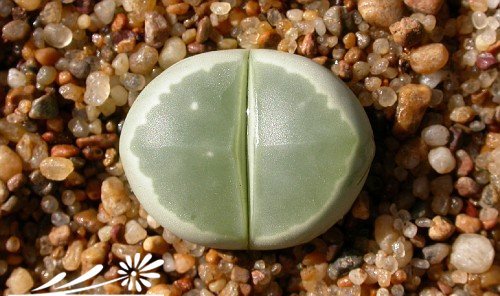 橄榄玉图片四