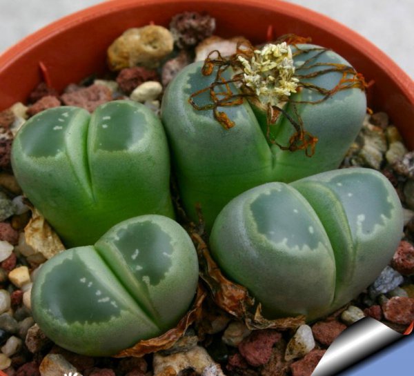 橄榄玉图片五