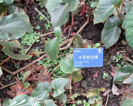 牛耳海棠图片三