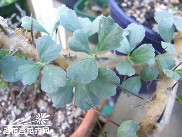 格思龙骨葵图片三