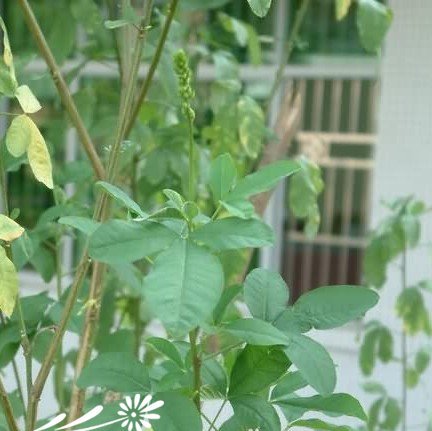 四棱猪屎豆图片三