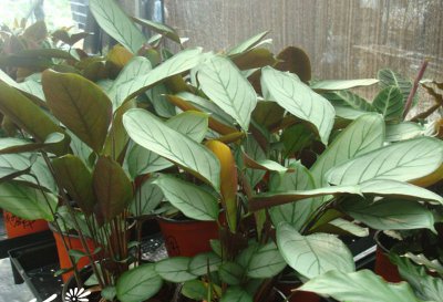 斑叶竹芋简介 斑叶竹芋图片欣赏