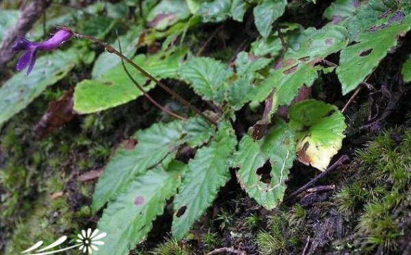 马铃苣苔图片三