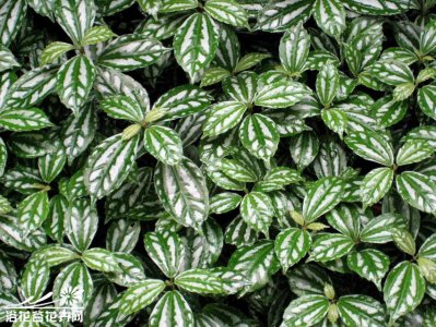冷水花简介 冷水花图片欣赏