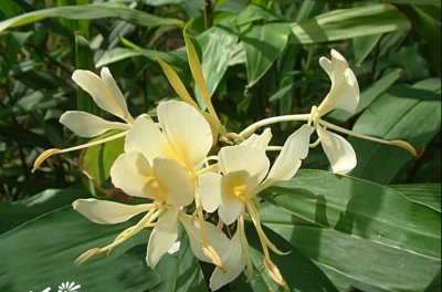 兰花蕉介绍 兰花蕉图片集