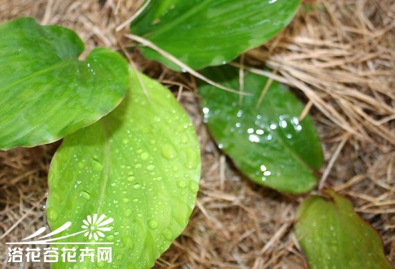 蓝姜图片二