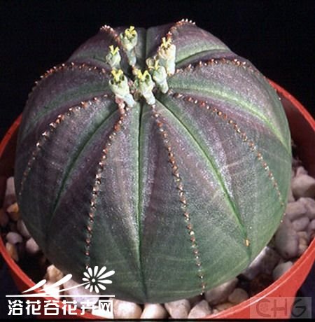 布纹球图片一