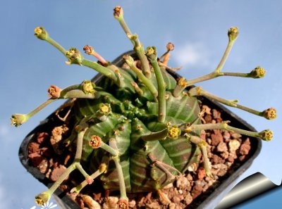 多肉植物法利达简介 法利达图片