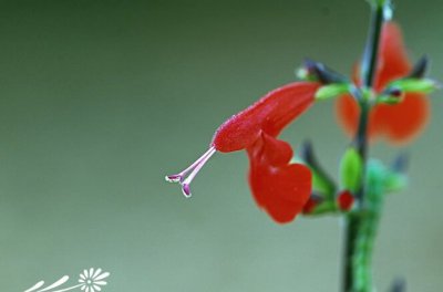 花卉一串红唇介绍 一串红唇图片欣赏