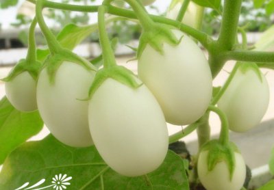 花卉白蛋茄简介 白蛋茄图片欣赏