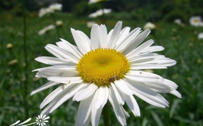 宿根花卉大滨菊简介 大滨菊图片集