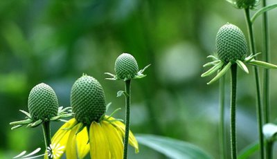 花卉绿心菊介绍 绿心菊图片大全