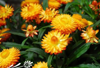 宿根花卉蜡菊介绍 蜡菊图片集