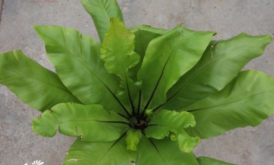 蕨类植物鸟巢蕨简介 鸟巢蕨图片欣赏