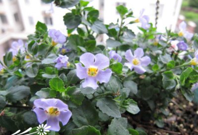 百可花简介 百可花图片集